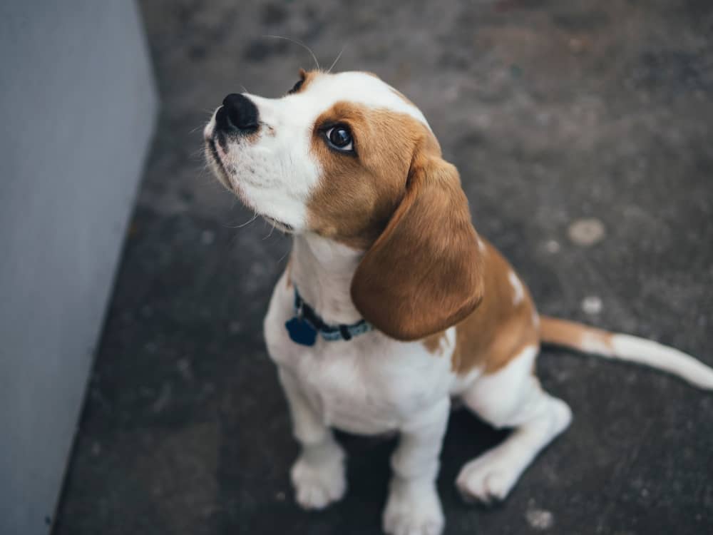 razas de perro para piso beagle
