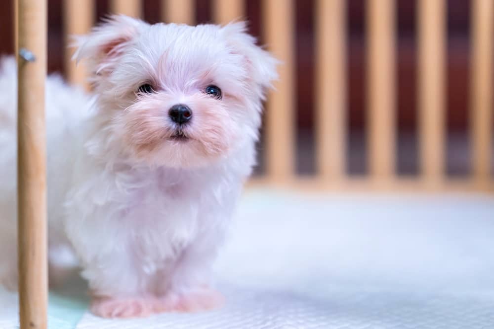 razas de perro para piso bichon