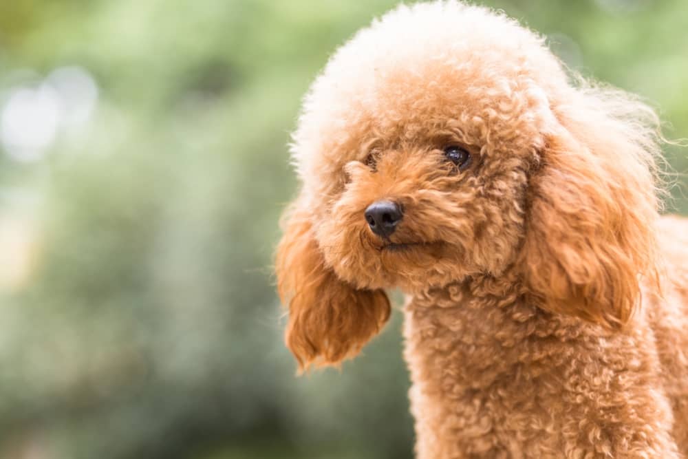 razas de perro para piso caniche