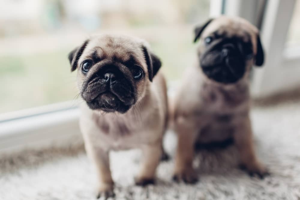 razas de perro para piso carlino