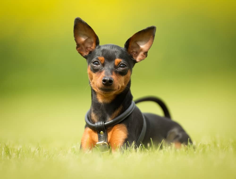 razas de perro para piso pinscher