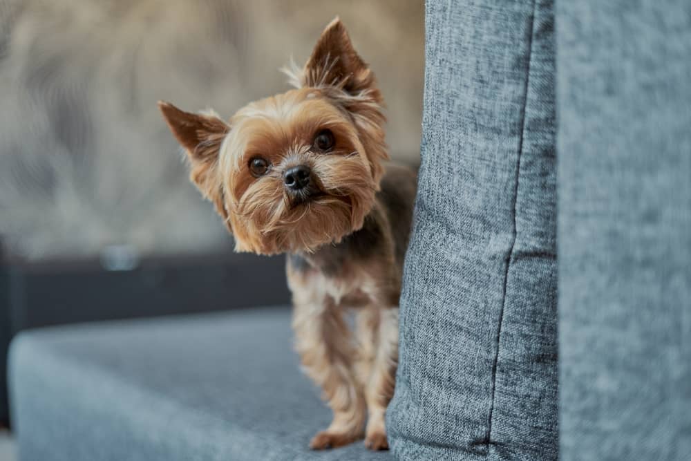 razas de perro para piso yorkshire