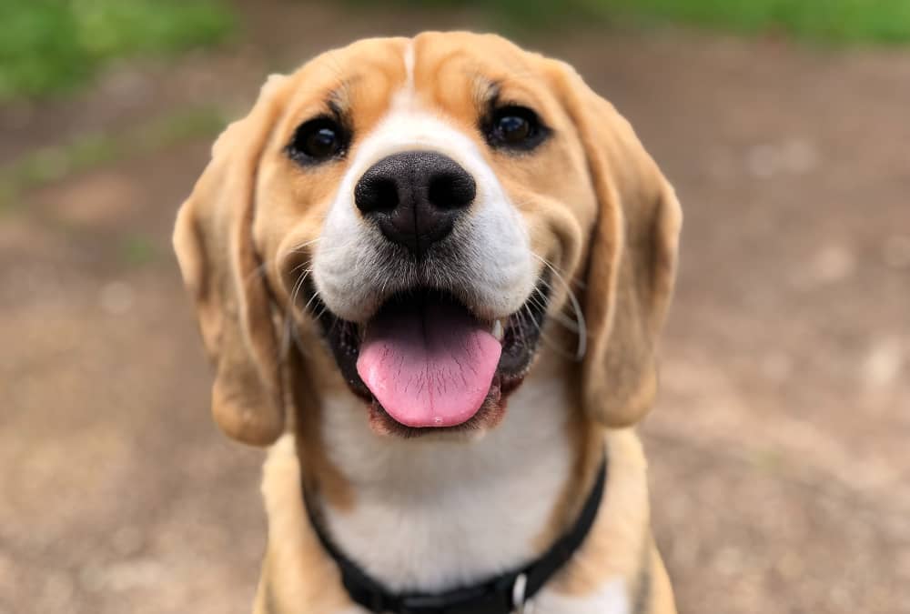 nombres de perro pequeño