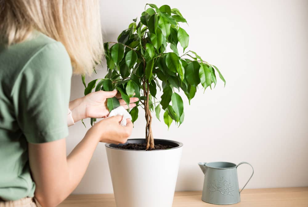 Plantas para el salón ficus benjamina