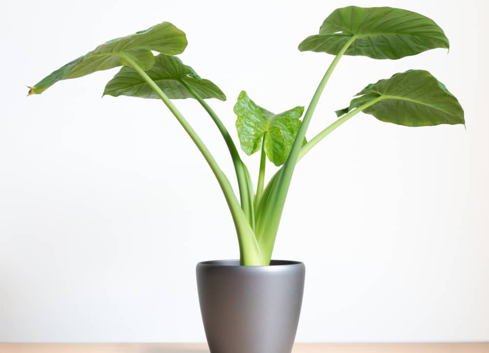 Plantas para el salón marquesa