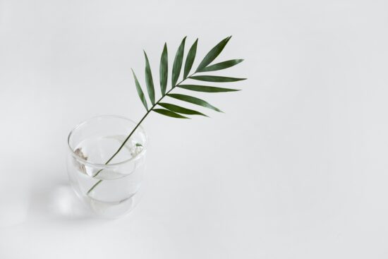 planta decorativa minimalista
